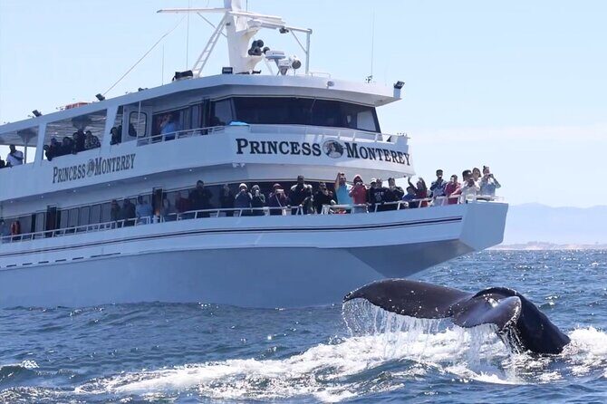 Whale Watching Winter - Whale Watching Winter: An Authentic Monterey Bay Experience