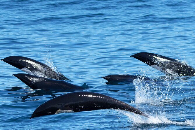 Whale Watching Winter - Key Points