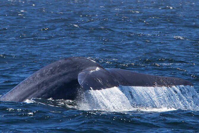 Whale Watching Winter - The Sum Up: Is It Worth It?