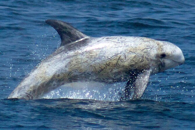 Whale Watching Winter - FAQ