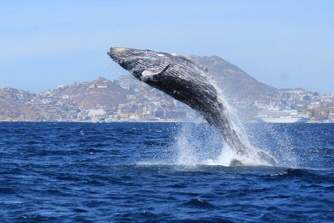 Whale Watching with Arch Tour Included (Beach Time Optional) - Whale Watching with Arch Tour Included (Beach Time Optional): A Detailed Review