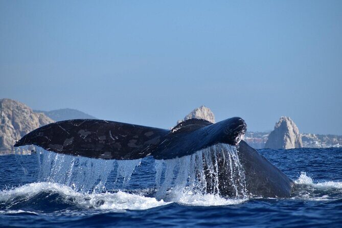 Whale Watching with Arch Tour Included (Beach Time Optional) - Key Points