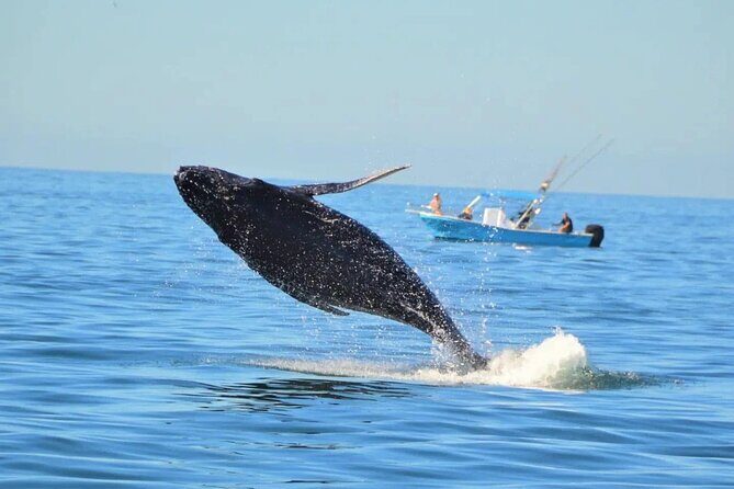 Whale Watching with Biologist and Hydrophone in Puerto Vallarta - Frequently Asked Questions