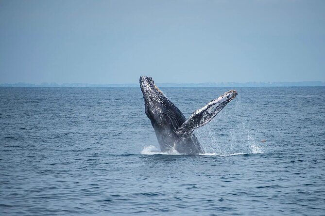 Whale Watching with Biologist and Hydrophone in Puerto Vallarta - Final Thoughts
