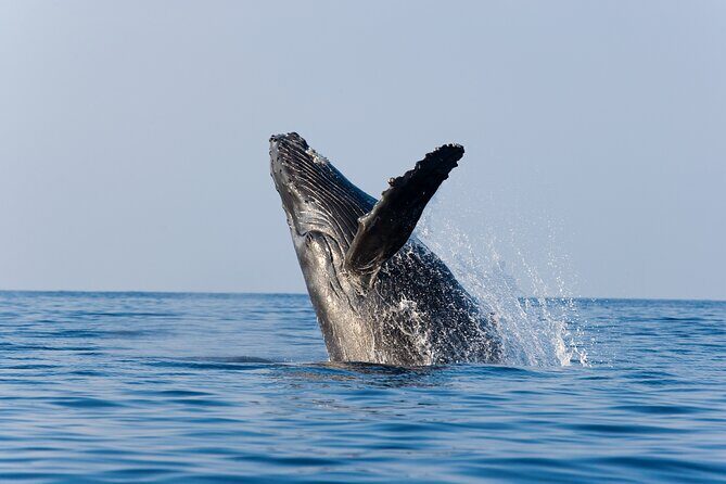 Whale Watching with Lunch and transportation included - Discover Cabo’s Whale Watching Adventure with Lunch and Transportation
