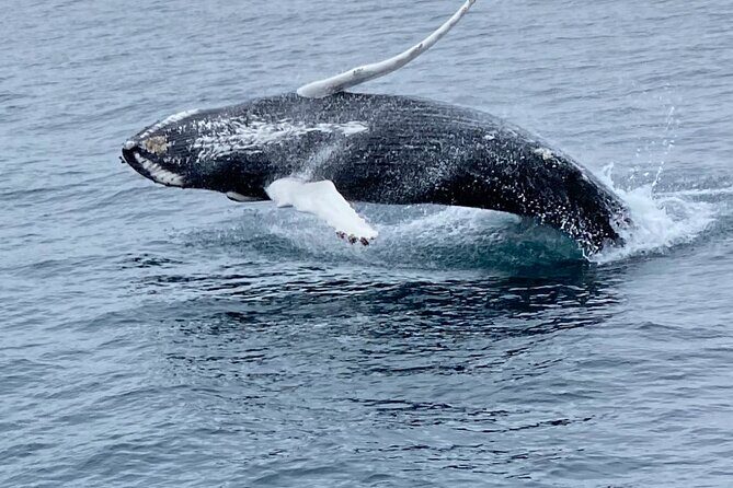Whale Wonders Morning Expedition from Reykjavík - A Closer Look at the Whale Wonders Morning Expedition