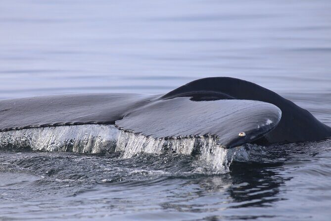 Whale Wonders Morning Expedition from Reykjavík - Frequently Asked Questions