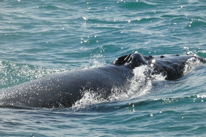 Whale Wonders Morning Expedition from Reykjavík - Final Thoughts