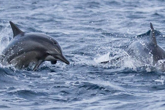 Whales and Dolphins Watching Mirissa - FAQ