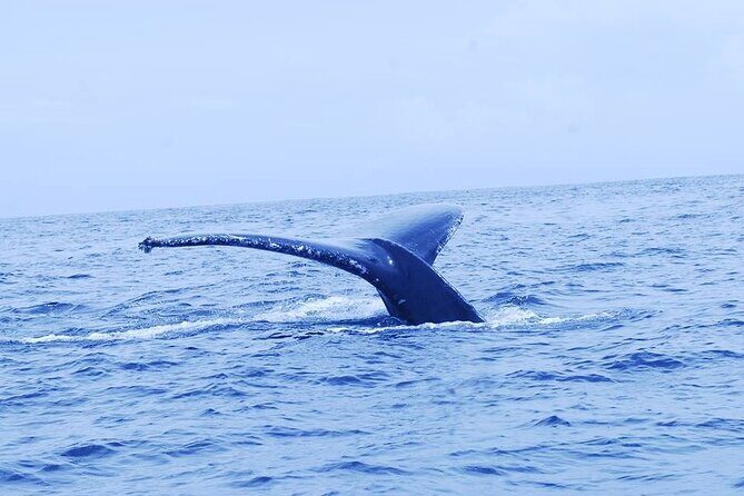 Whales and Dolphins watching Tour From Manuel Antonio - Key Points