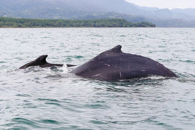 Whales and Dolphins watching Tour From Uvita - Dive Into Costa Rica’s Marine Marvels