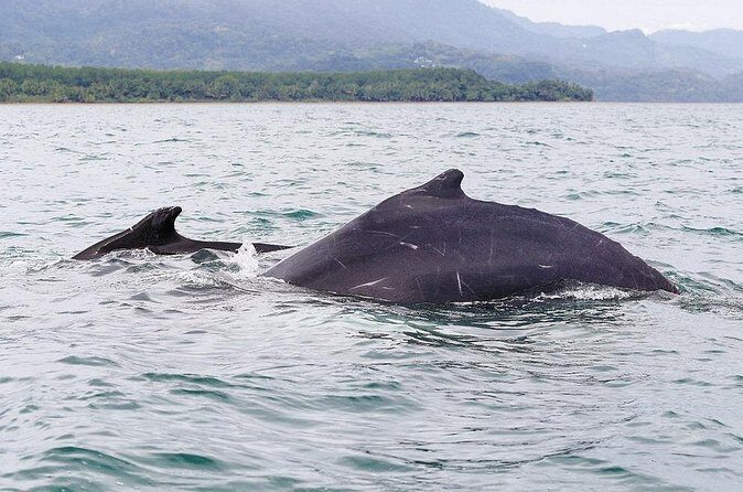 Whales and Dolphins watching Tour From Uvita - The Sum Up: A Genuine Costa Rican Marine Adventure