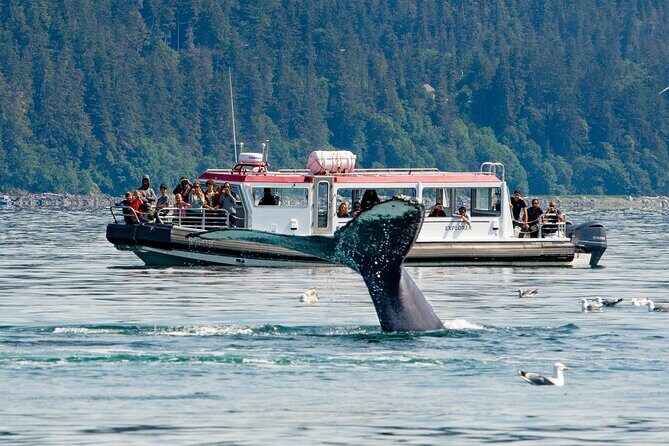 Whales and Wilderness Exploration - The Main Event: Whale-Watching and Scenic Views