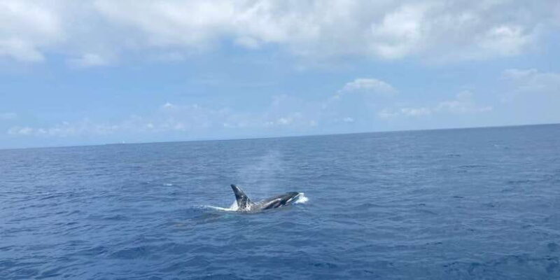 Whales & Dolphin Watching with The Pioneers - In-Depth Review of the Experience