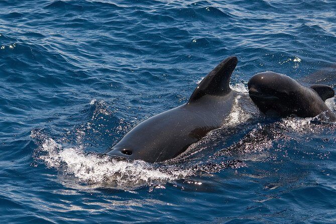 Whales & Dolphins watching in exclusive sailboat - A Detailed Look at the Experience