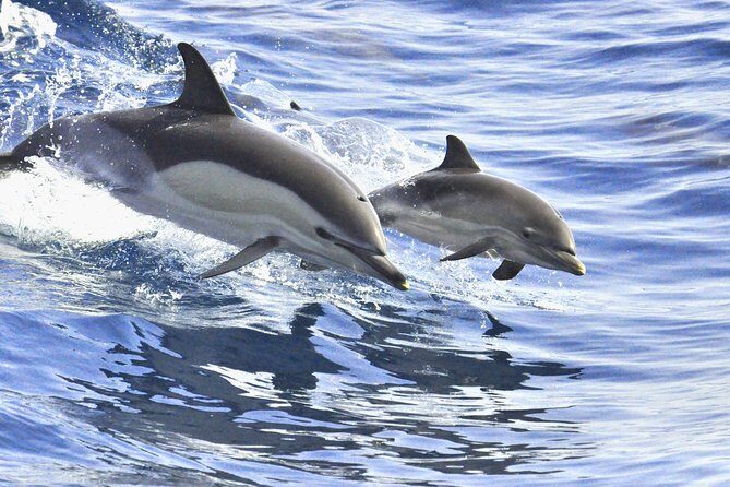 Whales & Dolphins watching in exclusive sailboat - Final Thoughts