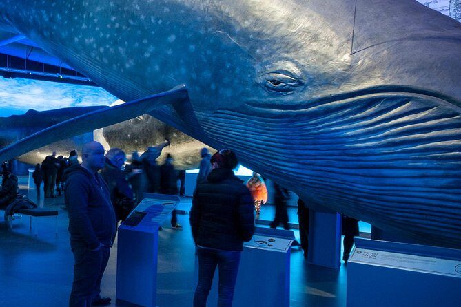 Whales of Iceland from Land and Sea - Key Points