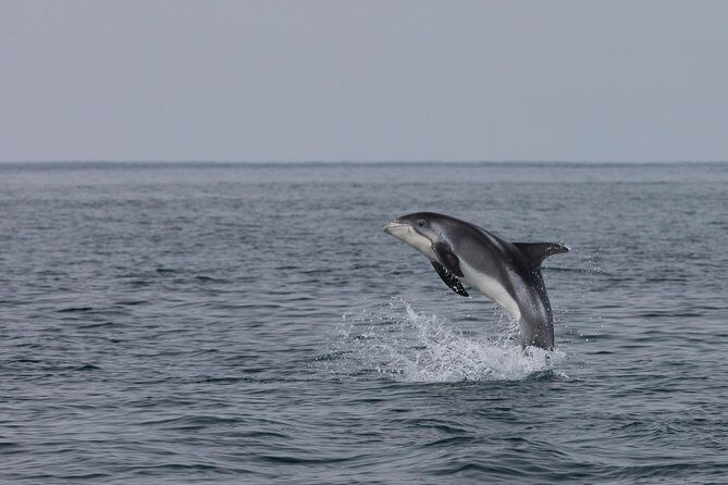 Whales of Iceland from Land and Sea - Frequently Asked Questions