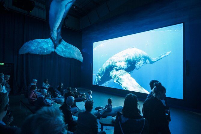 Whales of Iceland from Land and Sea - Final Thoughts