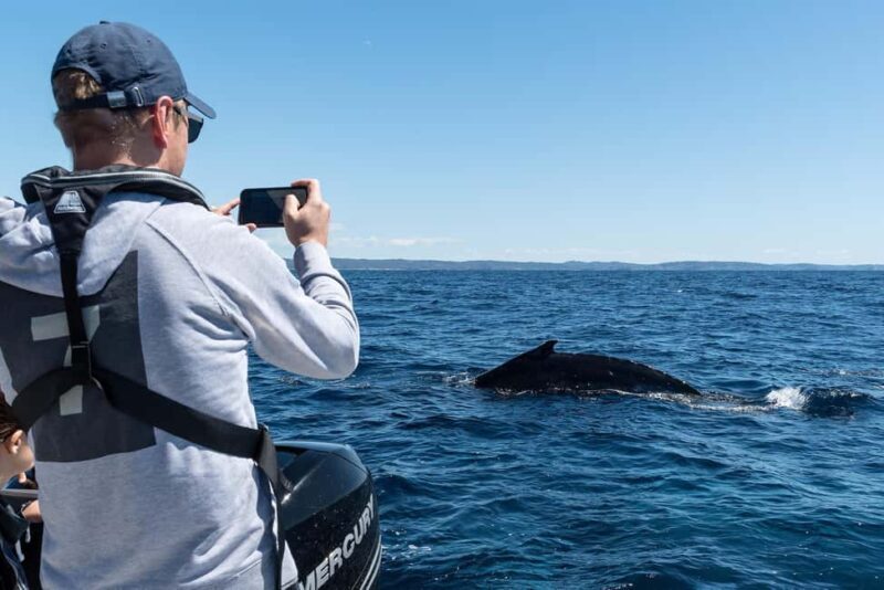 Whales of Sydney Sea Safari - Private - Whales of Sydney Sea Safari - Private