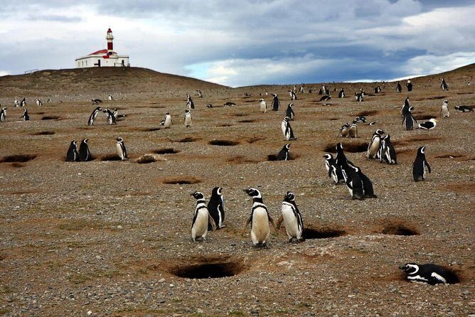 Whales, Penguins & Glaciers Navigation From Punta Arenas - Key Points
