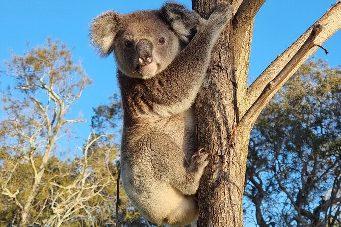 Whales, Wildlife & Beach  Eco Day Trip to Stradbroke - Exploring the North Stradbroke Island Eco Day Trip
