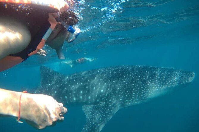 whaleshark, snorkeling with a giant sea - A Close Encounter with Gentle Giants in La Paz