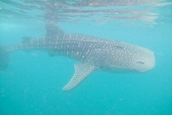 whaleshark, snorkeling with a giant sea - Key Points