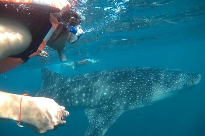 whaleshark, snorkeling with a giant sea - The Experience and Its Value