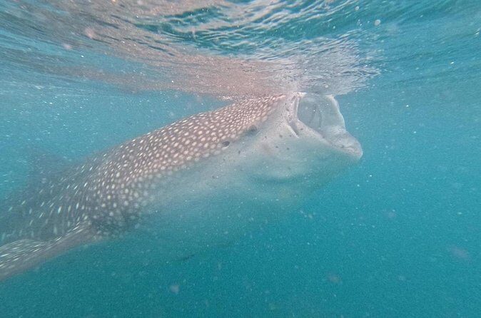 whaleshark, snorkeling with a giant sea - The Sum Up: Who Will Appreciate This Tour?