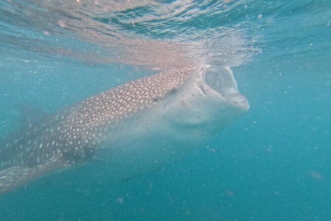 whaleshark, snorkeling with a giant sea - FAQ