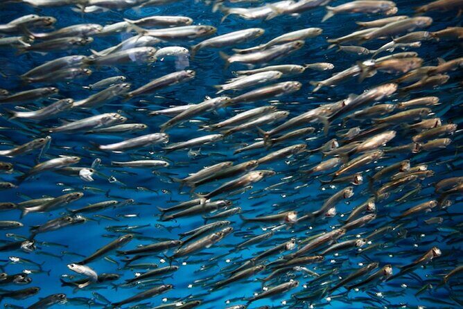 Whaleshark & Sumilon Is and Moalboal Sardines & Turtle Tour - Practical Details and Tips