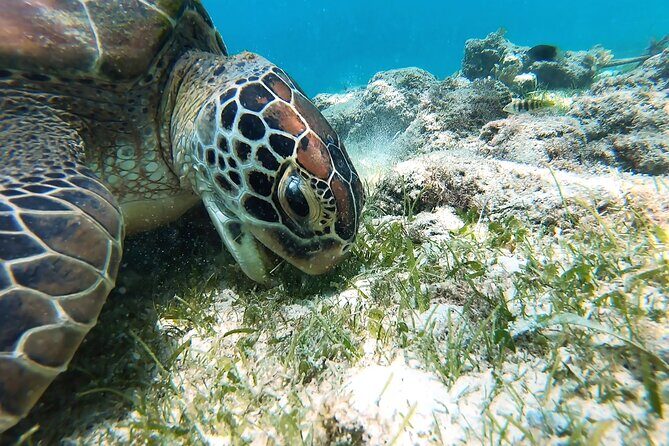 Whaleshark & Sumilon Is and Moalboal Sardines & Turtle Tour - Final Thoughts
