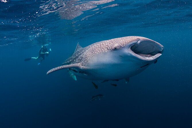 Whaleshark & Sumilon Is and Moalboal Sardines & Turtle Tour - FAQ