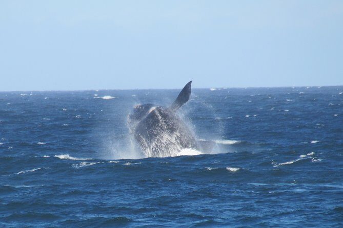 Whaling Search - Whale Watching by Land - Key Points
