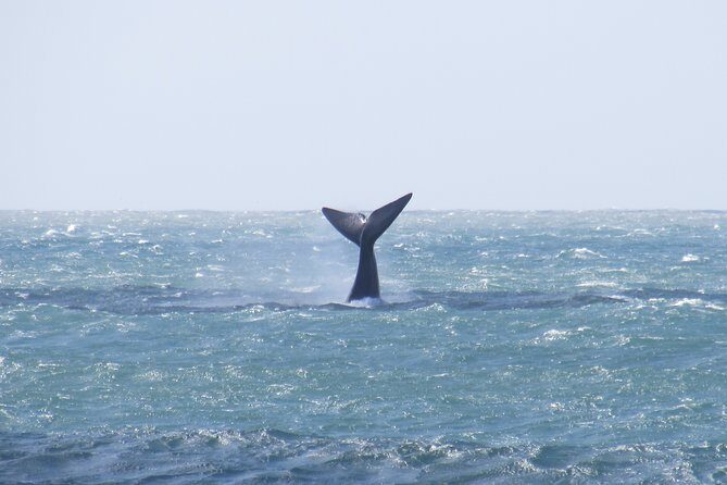 Whaling Search - Whale Watching by Land - The Sum Up: Who Will Love This Tour?