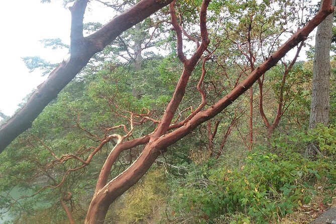 Whidbey Island Deception Pass Private SUV Tour - FAQ