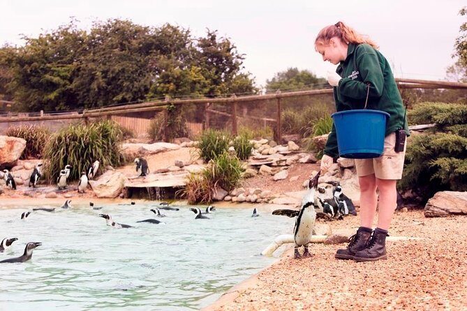 Whipsnade Zoo Entry Ticket - In-Depth Review of Whipsnade Zoo Experience
