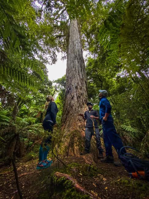 Whirinaki Forest Footsteps Guided Walking tour - In-Depth Look at the Whirinaki Forest Footsteps Tour