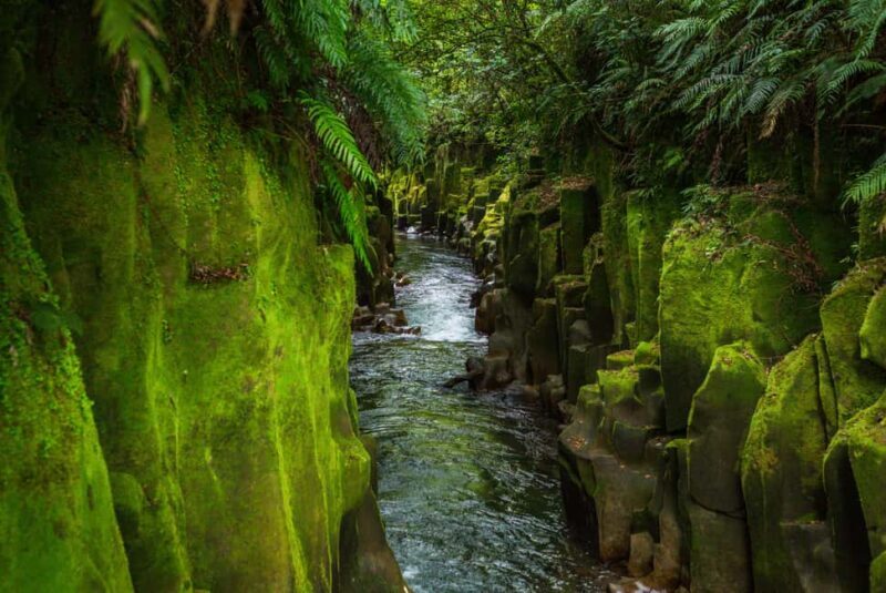 Whirinaki Forest Footsteps Guided Walking tour - Final Thoughts