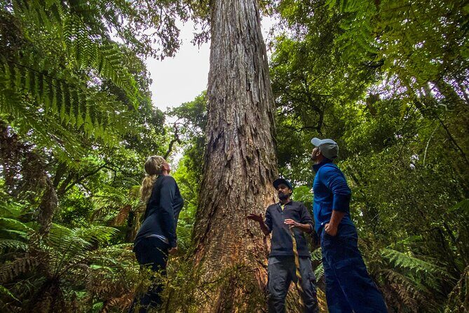 Whirinaki Forest Footsteps: Mori Guided Tour, Picnic & Transfer - Final Thoughts