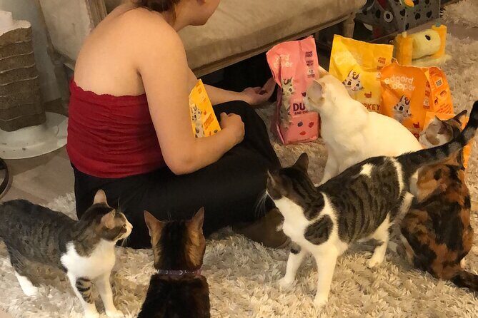 Whiskers & Coffee: Relax and Play with Adorable Cats - A Deep Dive into the Cat Café Experience in Bilbao