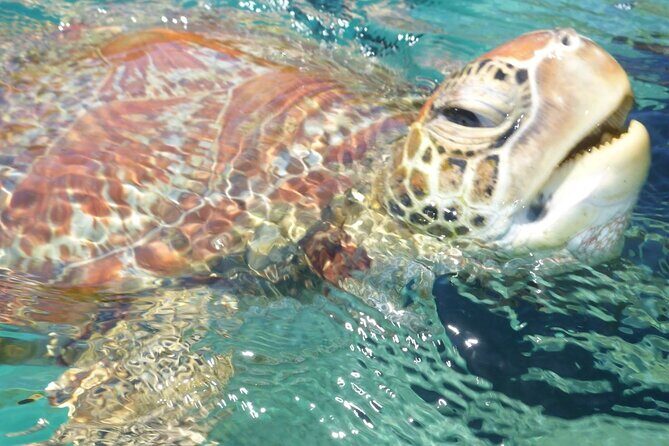 Whisper Cruises - One-Hour Turtle Spotting Bay Cruise - Why You’ll Love the Whisper Cruises Turtle Spotting Experience