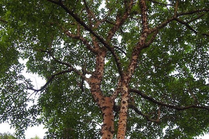 Whispers of the Cemetery Nature Walk - Final Thoughts