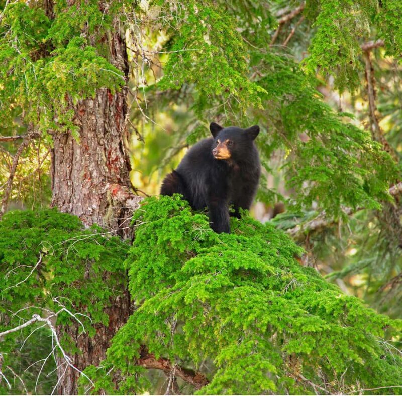 Whistler: Afternoon/Evening Bear Viewing Scenic Tour - Key Points
