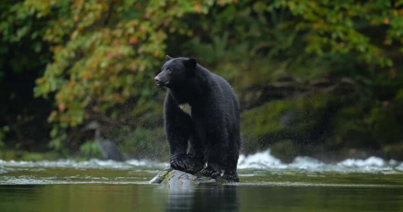 Whistler: Afternoon/Evening Bear Viewing Scenic Tour - FAQs