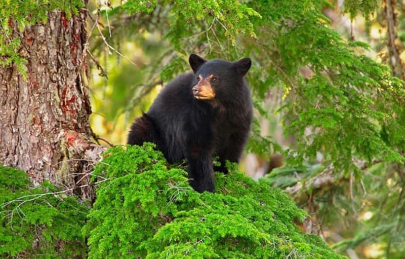 Whistler: Morning with the Bears Land Rover Scenic Excursion - FAQs