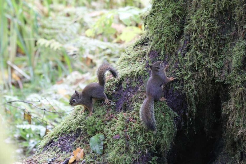 Whistler: Tour, Immersive Nature Experience - Authentic Experiences Drawn from Reviews