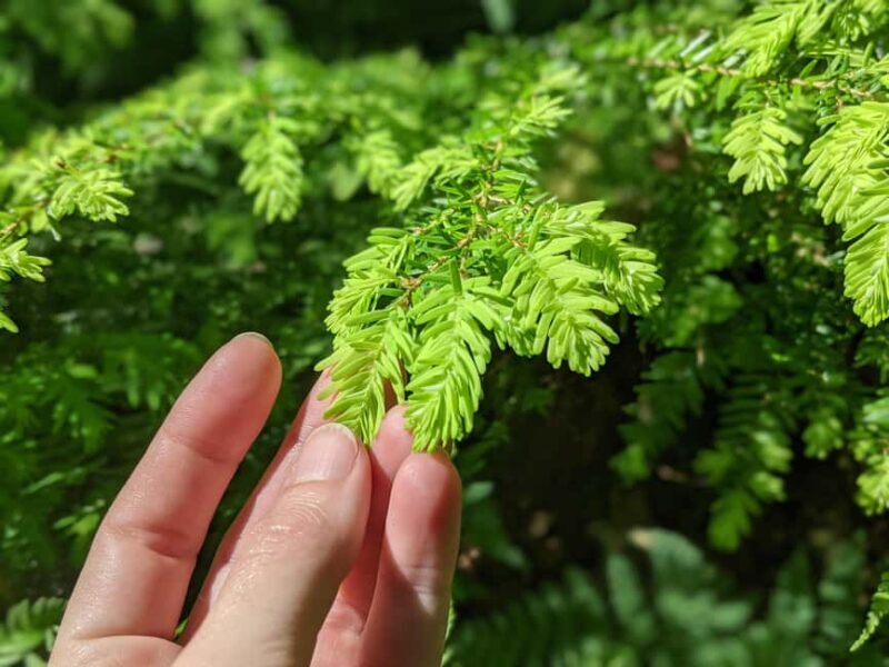 Whistler: Tour, Immersive Nature Experience - Who is This Tour For?