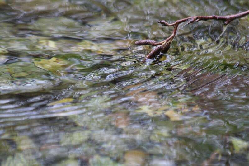 Whistler: Tour, Immersive Nature Experience - The Sum Up: Is It Worth It?